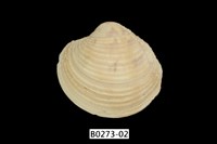 藏品(維納斯簾蛤)的圖片